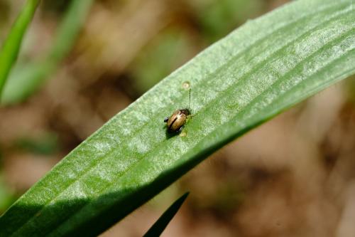 Longitarsus sp.